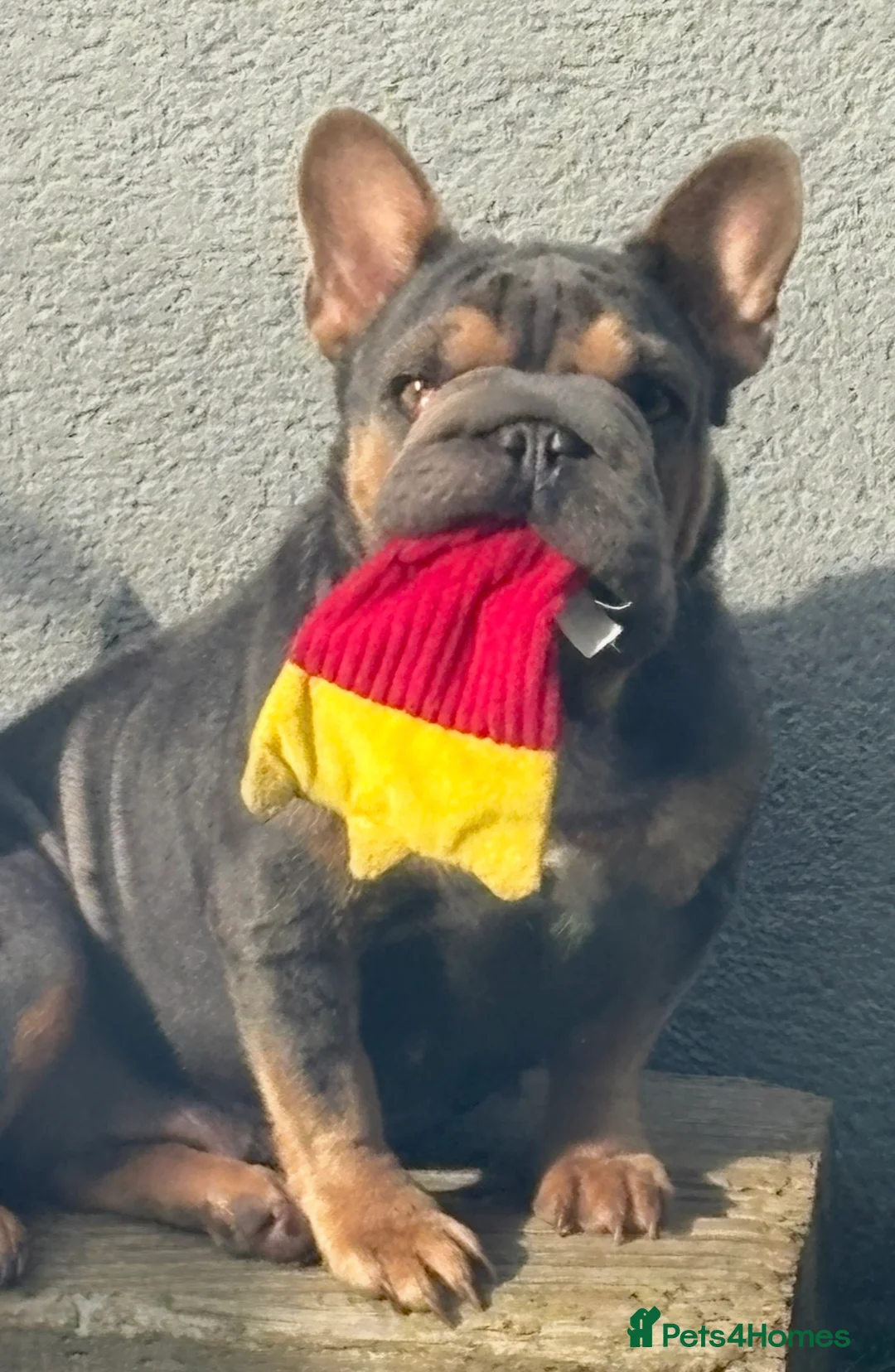 French Bulldog dogs for sale: 2 year old blue & tan KC reg girl - Advert 3