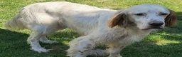 English Setter dogs for adoption: BRUNO - Advert 1