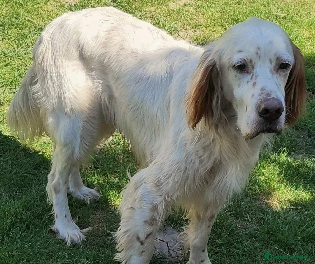 English Setter dogs for adoption: BRUNO - Advert 1