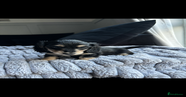 Miniature Dachshund dogs - Advert 4
