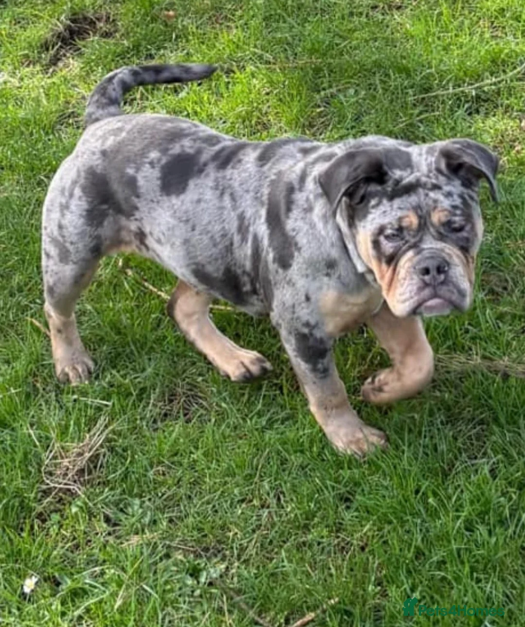 Olde English Bulldogge dogs for sale: Beautiful litter  - Advert 2