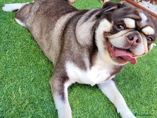 Pug dogs 2 kc registered Adult pugs - Advert 3