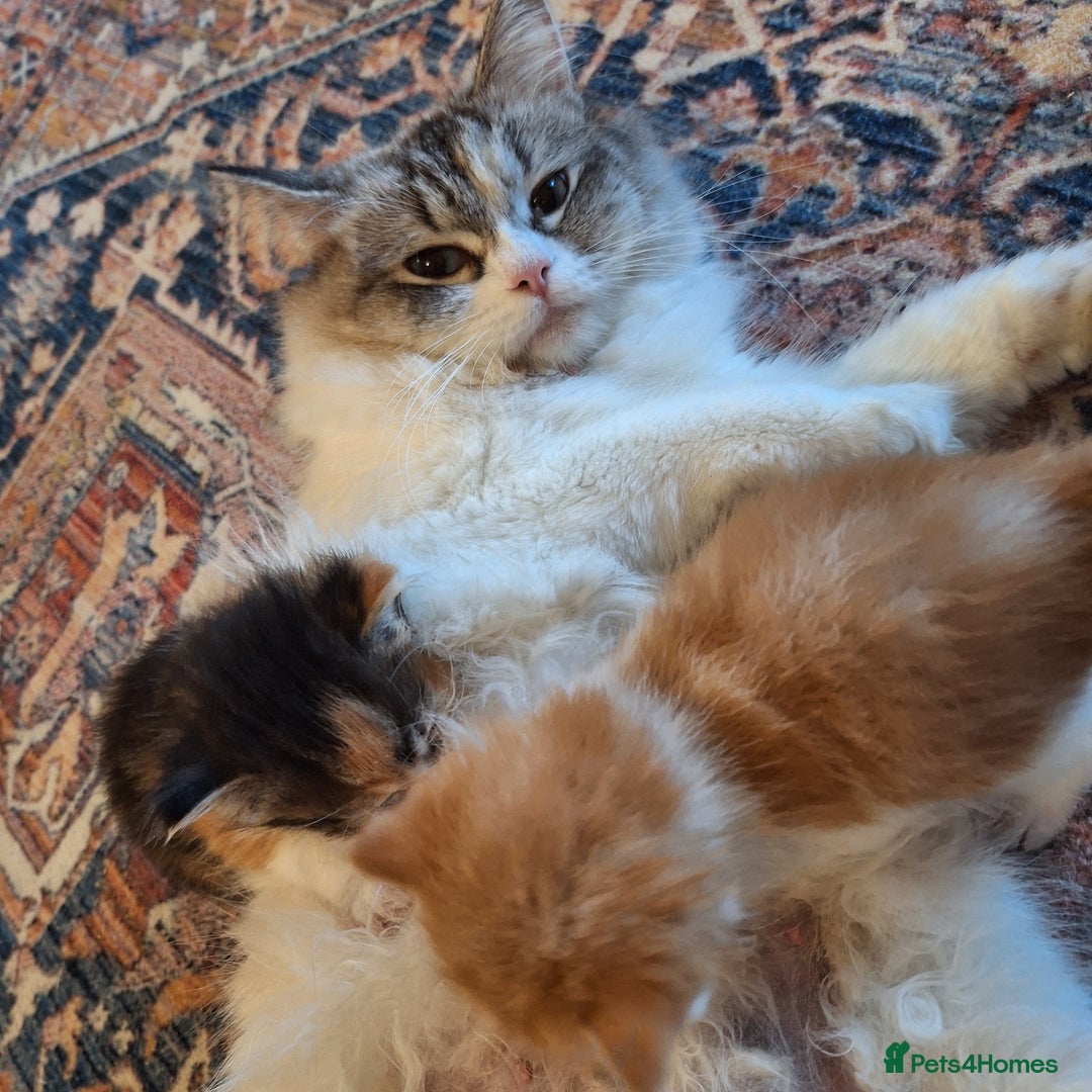 Mixed Breed cats for sale: Cat dogs... ragdoll crosses  - Advert 2