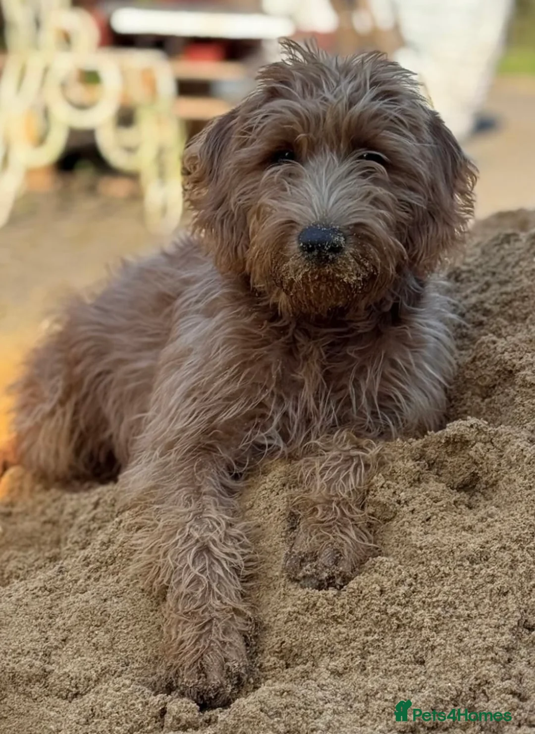 Labradoodle dogs for sale: Gorgeous miniature labradoodles - Advert 7