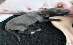 Italian Greyhound dogs for sale: 7/8 Italian Greyhound, 1/8 Whippet Puppies - Image 21