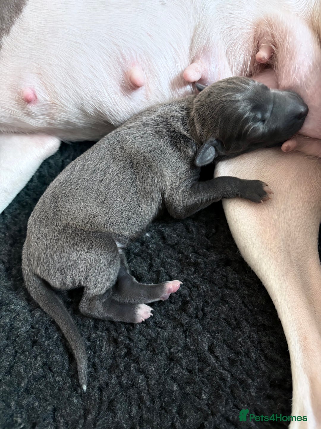 Italian Greyhound dogs for sale: 7/8 Italian Greyhound, 1/8 Whippet Puppies - Image 21