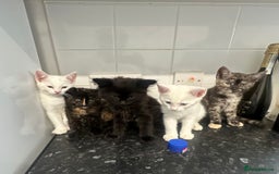 British Longhair cats for sale: 5 kittens available  - Image 2