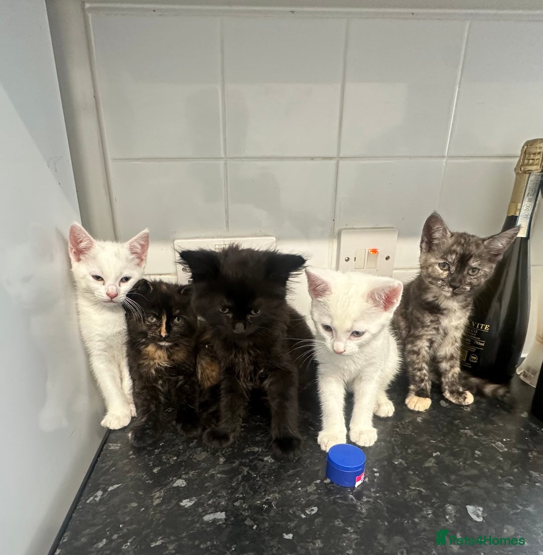 British Longhair cats for sale: 5 kittens available  - Image 2