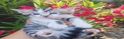 Mixed Breed cats for sale: Bengal mix  - Advert 17