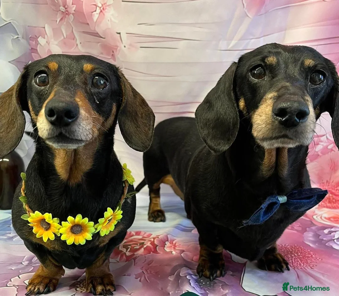 Miniature Dachshund dogs for sale: Male Miniature Dachshund For Sale  - Advert 2