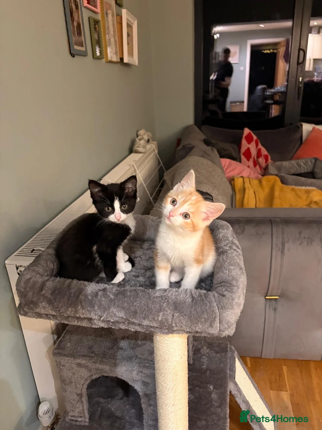 Mixed Breed cats for sale: Two Beautiful Sister Kittens for a Loving Home - Advert 1