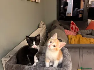 Mixed Breed cats Two Beautiful Sister Kittens for a Loving Home - Advert 1