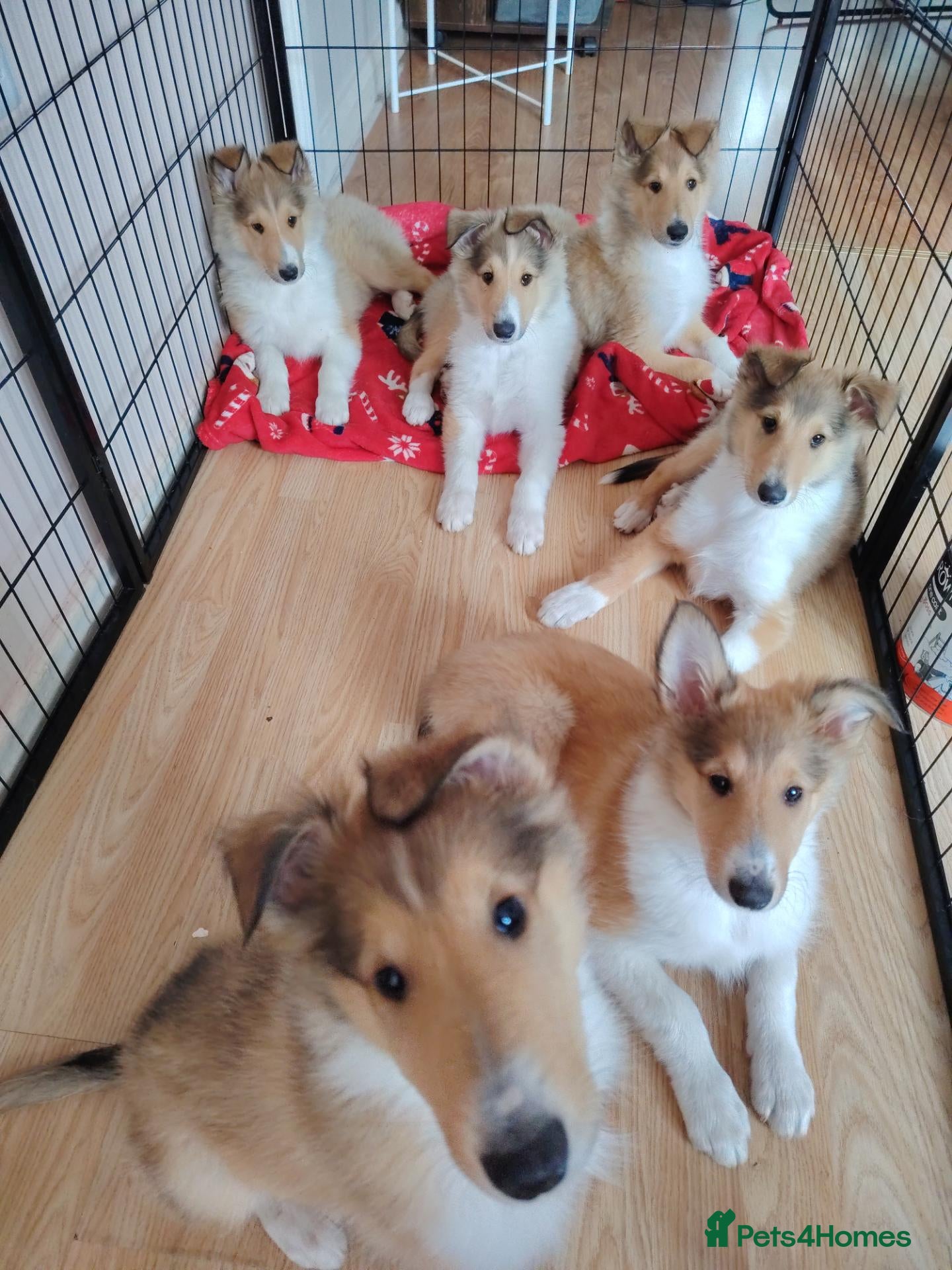Rough Collie dogs Rough Collie - Advert 5