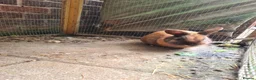 Mixed Breed rabbits for sale: Male mini lop x lionhead - Advert 4