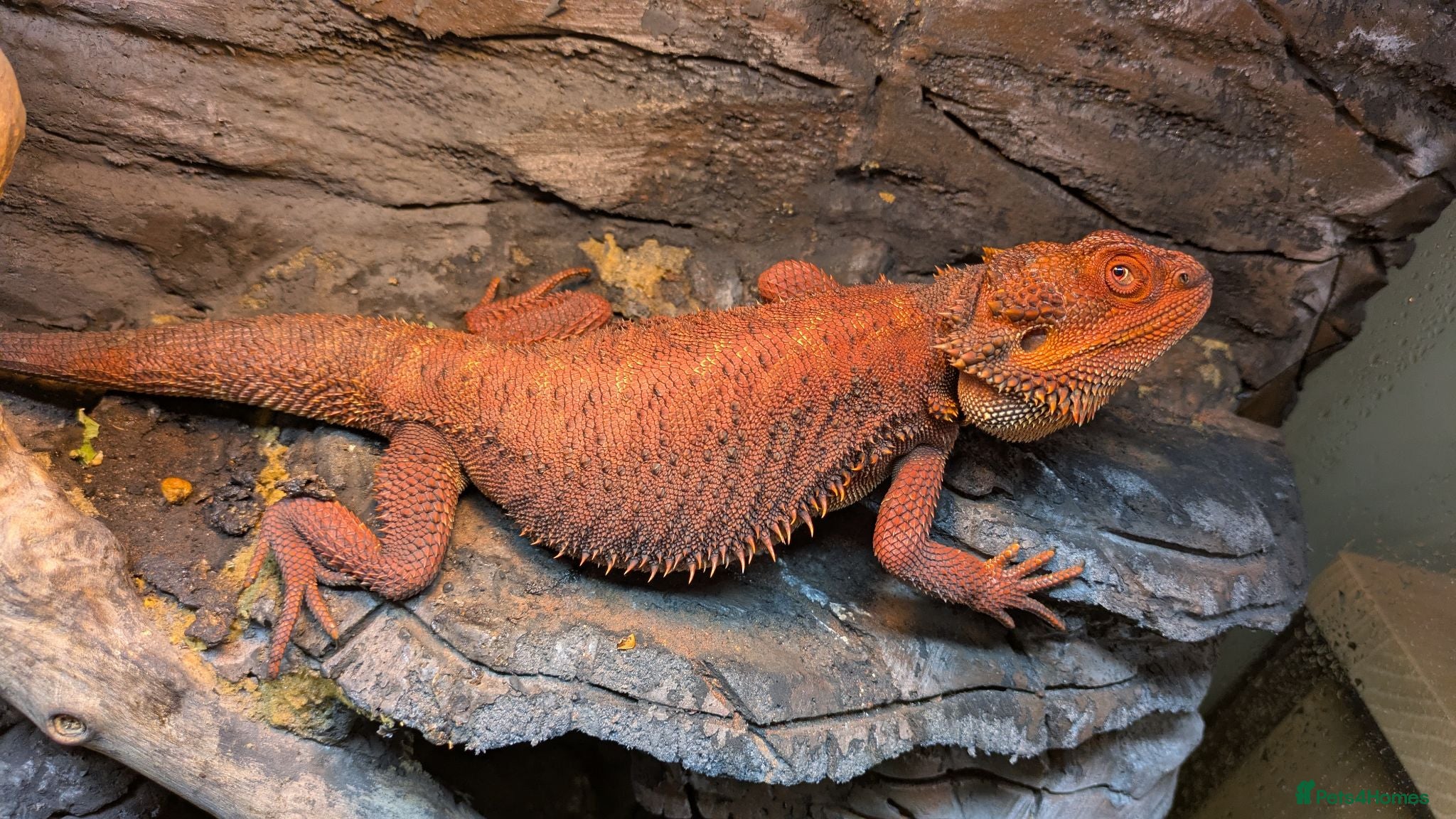 Bearded Dragon reptiles Red Male Bearded Dragon for sale  - Advert 8