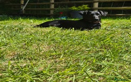 Mixed Breed dogs for sale: Gabby Pattador - Image 1