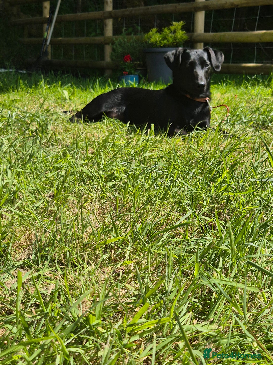 Mixed Breed dogs for sale: Gabby Pattador - Image 1