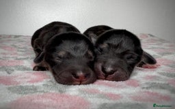 Mixed Breed dogs for sale: Beautiful F1 Dorgi Puppies! - Image 1