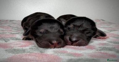 Mixed Breed dogs - Advert 3