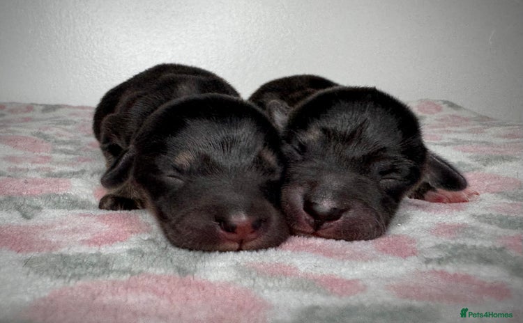 Mixed Breed dogs - Advert 1