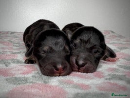 Mixed Breed dogs - Advert 5