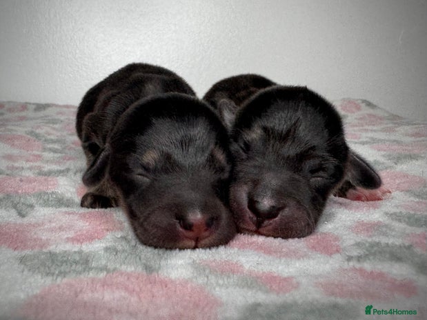 Mixed Breed dogs - Advert 10
