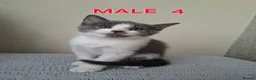 Mixed Breed cats for sale: Ready Now – Litter Trained&Raised Around Kids,Cats - Advert 4