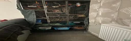 Sugar Glider rodents for sale: X2 female sugar gliders and cages for sale in Faringdon - Advert 6