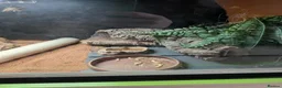 Leopard Gecko reptiles for sale: Leopard Gecko - Advert 4