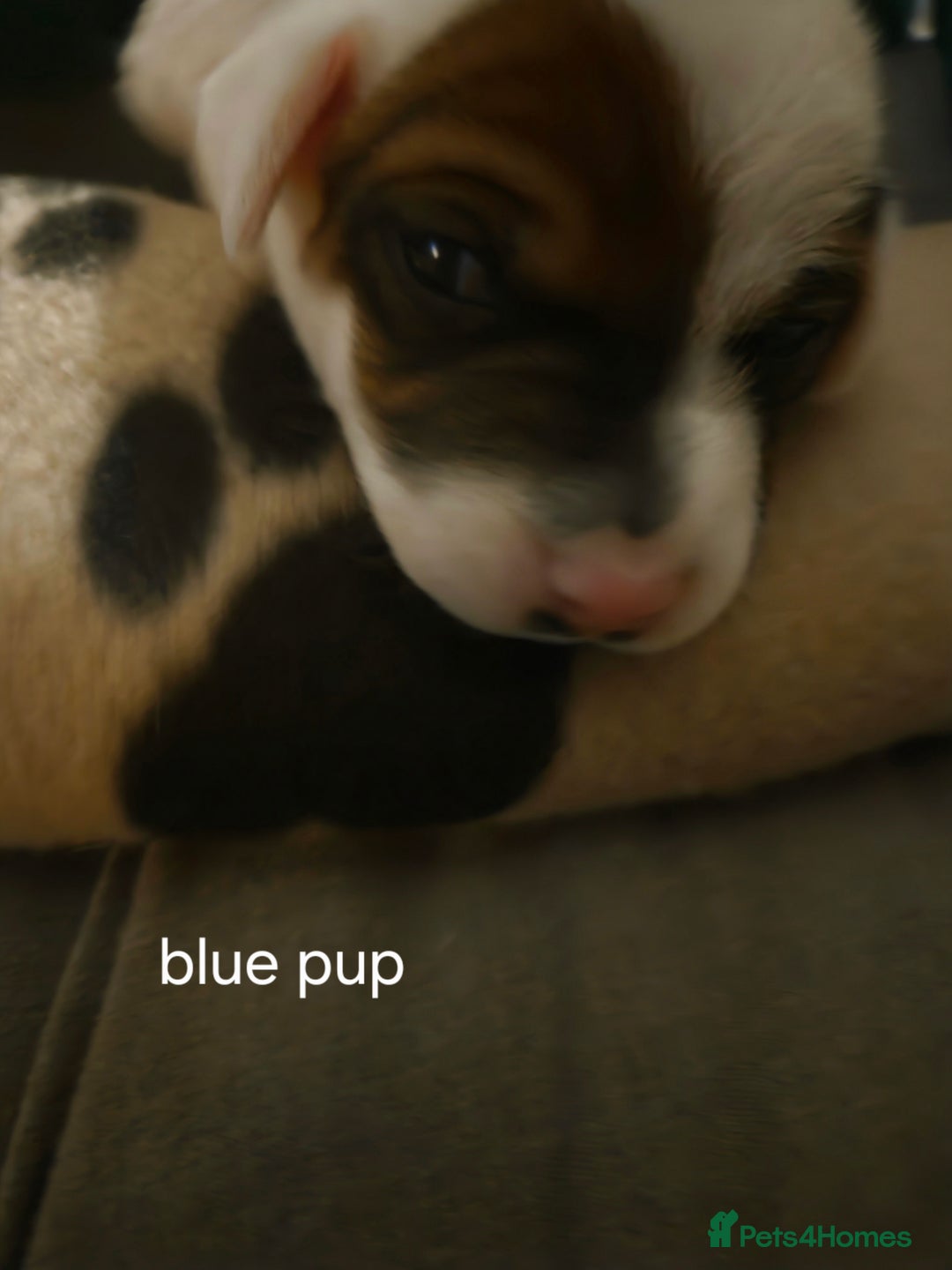 Jack Russell dogs for sale: Jack russell puppies - Advert 12