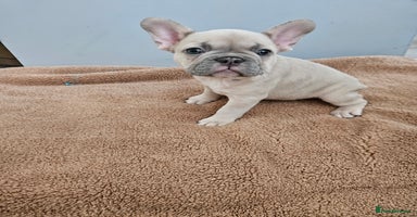 French Bulldog dogs - Advert 3