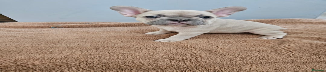 French Bulldog Puppy 1