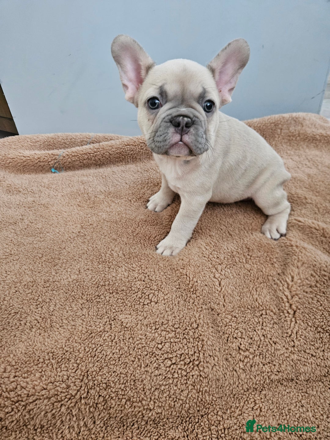 French Bulldog dogs for sale: Beautiful French Bulldog pups  - Image 3