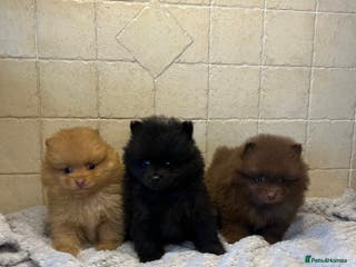 Pomeranian dogs 3 little Pom-bear pups - Advert 3