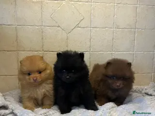 Pomeranian dogs 3 little Pom-bear pups - Advert 11