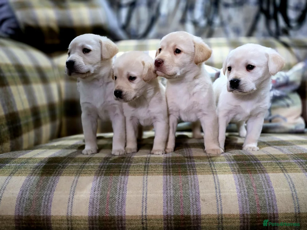 Labrador Retriever dogs for sale: Golden labrador puppies Gorgeous litter  - Advert 5