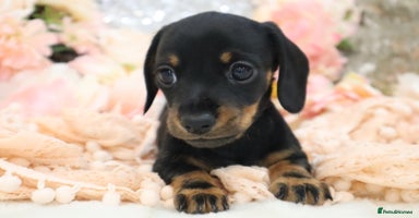 Miniature Dachshund dogs - Advert 11