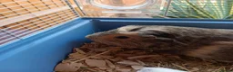 Guinea Pig rodents for sale: 2 Female Guinea Pigs – Must Stay Together in London - Advert 2