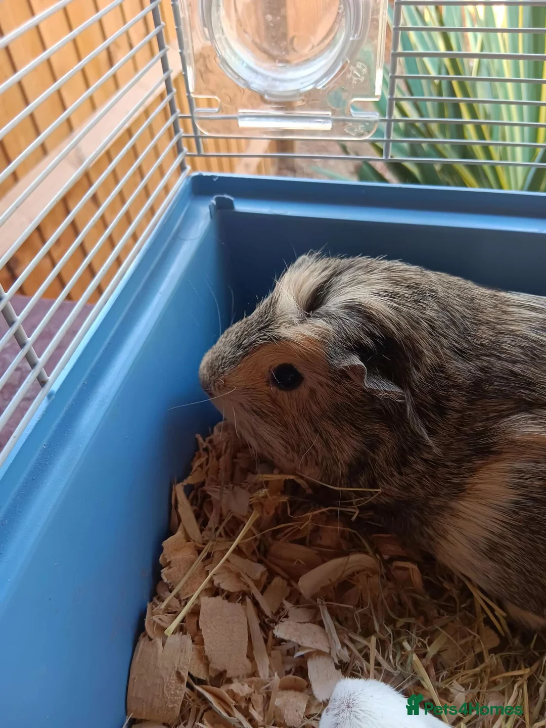 Guinea Pig rodents for sale: 2 Female Guinea Pigs – Must Stay Together in London - Advert 2