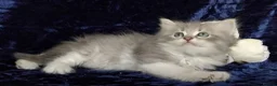 Siberian cats for sale: GCCF Registered Siberian Kitten For Sale  - Advert 20