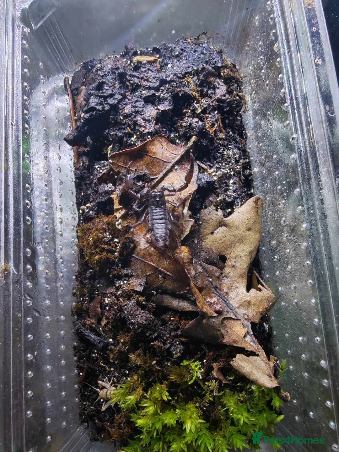 Scorpions invertebrates for sale: Asians forest scorpions  in Bromley - Advert 1