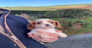 Cavalier King Charles Spaniel dogs - Advert 9