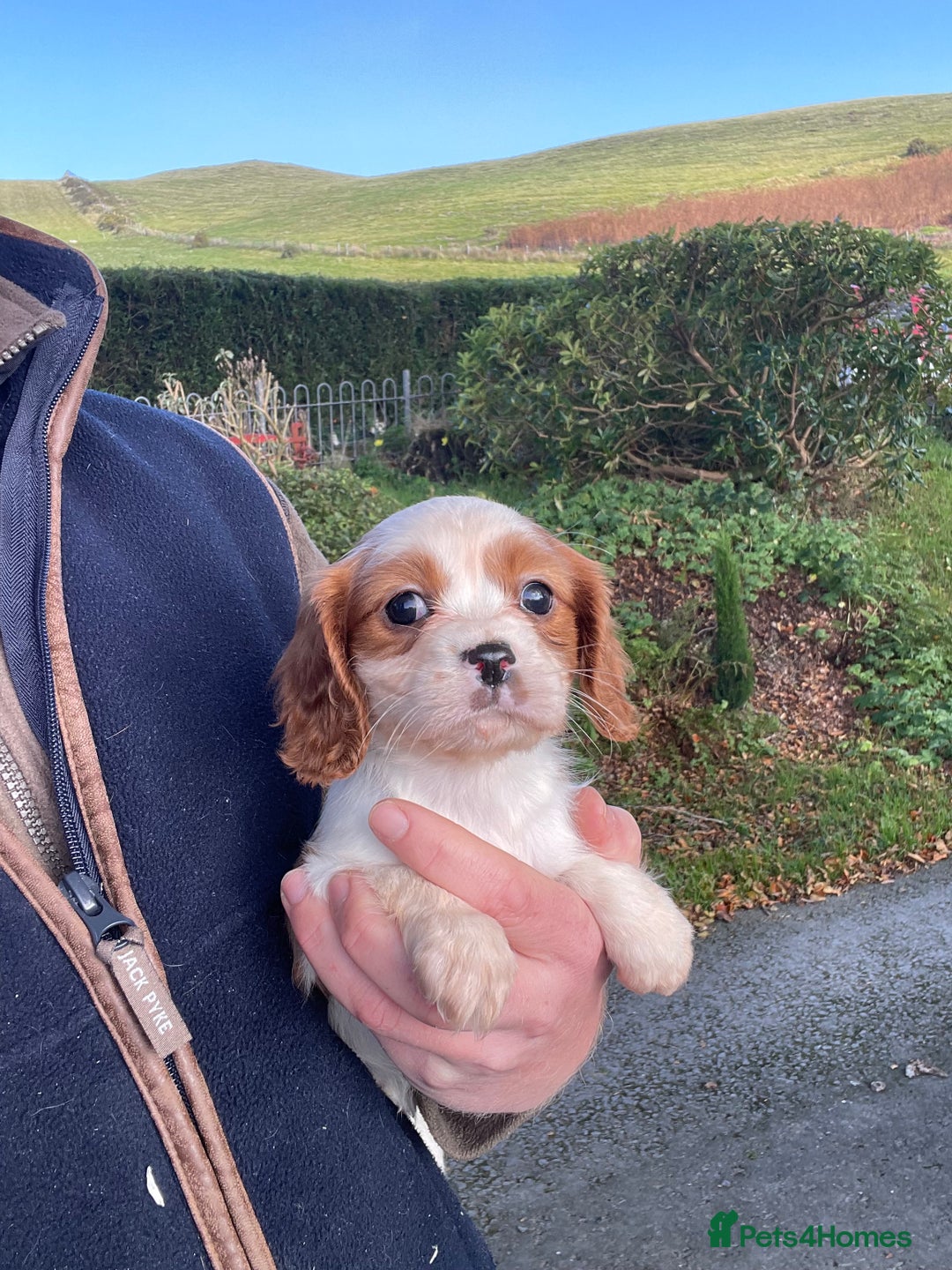 Cavalier King Charles Spaniel dogs for sale: King Charles cavalier puppies  - Image 2