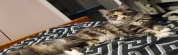 Maine Coon cats for sale: Beautiful friendly girl - Advert 4