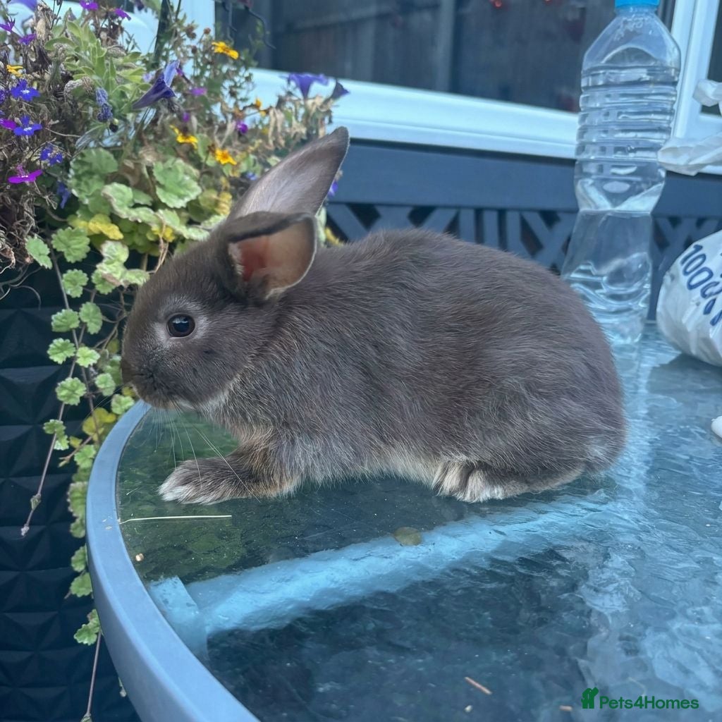 Mini Lop rabbits Female chocolate otter / black self cross - Advert 1