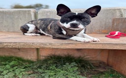 Mixed Breed dogs for sale: Frankie - Advert 2