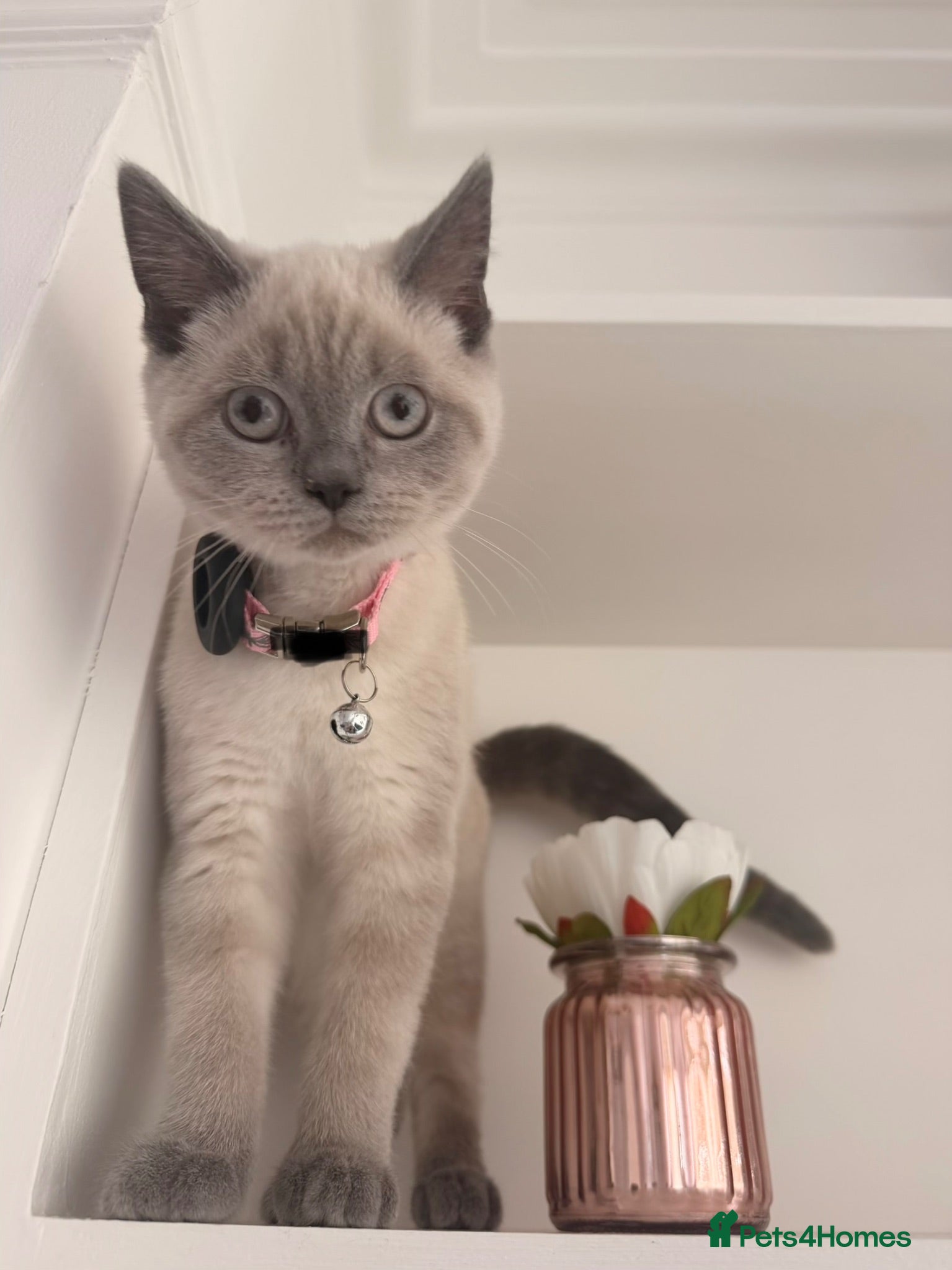 British Shorthair cats Adorable Colourpoint BSH Female Kitten £750 - Advert 4