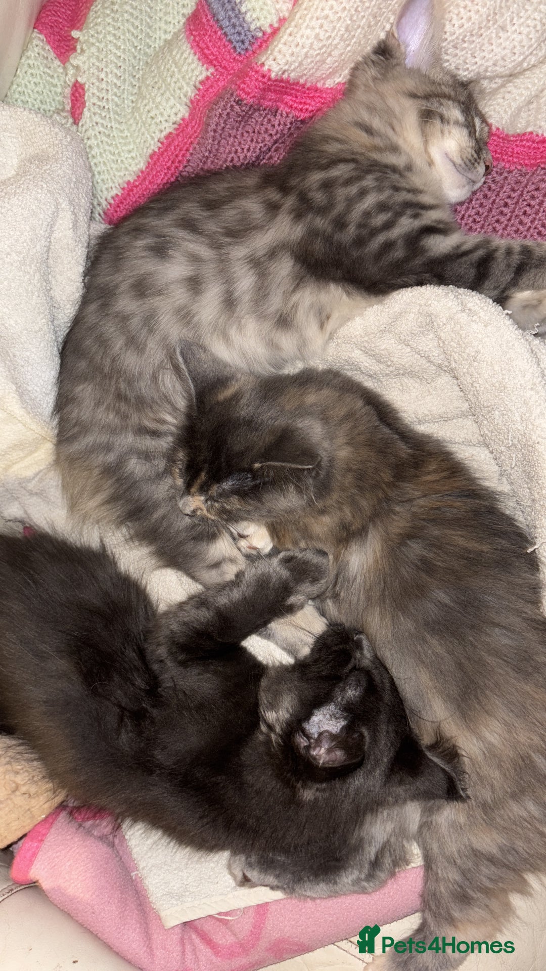 Ragcoon cats for sale: Beautiful Maine Coon x Ragdoll Kittens  Available - Advert 18