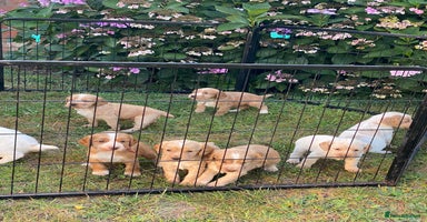 Cocker Spaniel dogs - Advert 8
