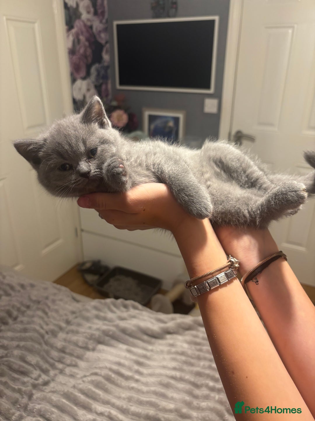 Scottish Fold cats for sale: Stunning Scottish fold and straight kittens - Image 4
